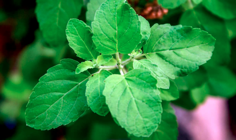 holy_basil_tulsi